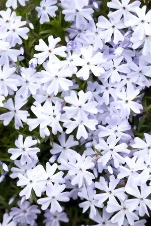 Phlox (S) 'Emerald Cushion Blue' - 2 Ltr pot - image 1