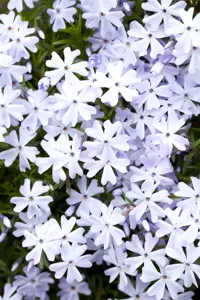 Phlox (S) 'Emerald Cushion Blue'
