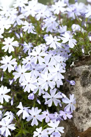 Phlox (S) 'Emerald Cushion Blue' - 2 Ltr pot - image 2