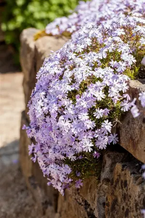Phlox (S) 'Emerald Cushion Blue' - 2 Ltr pot - image 5