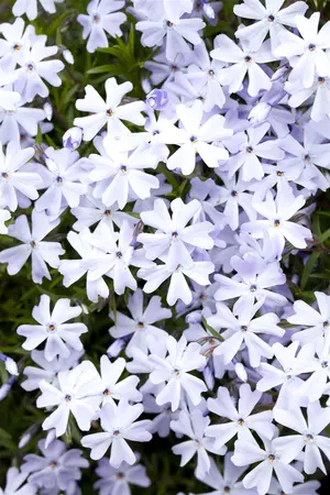 Phlox (S) 'Emerald Cushion Blue' - PLUG/CELGROWN 100 CEL TRAY - image 1