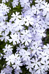 Phlox (S) 'Emerald Cushion Blue' - PLUG/CELGROWN 100 CEL TRAY - image 1