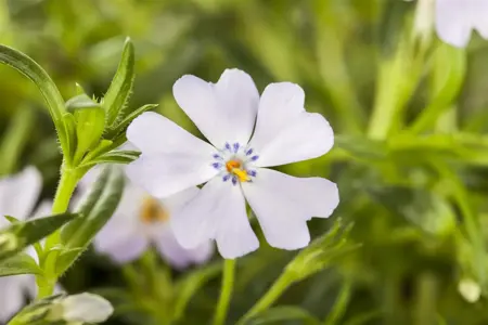 Phlox (S) 'Emerald Cushion Blue' - 2 Ltr pot - image 3