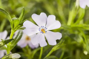 Phlox (S) 'Emerald Cushion Blue' - 2 Ltr pot - image 3