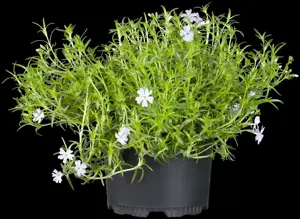 Phlox (S) 'Emerald Cushion Blue' - 2 Ltr pot - image 4