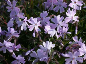 Phlox (S) 'Emerald Cushion Blue' - PLUG/CELGROWN 100 CEL TRAY - image 5