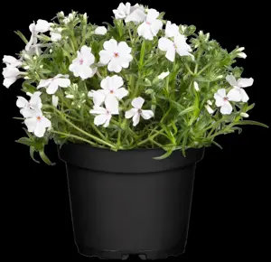 Phlox (S) 'Fabulous Dark Rose Eye' - 5 Ltr pot - image 1