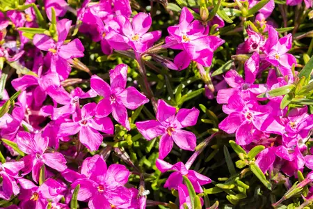 Phlox (S) 'MacDaniel's Cushion' - PLUG/CELGROWN 100 CEL TRAY - image 2
