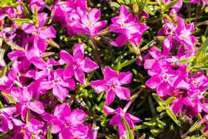 Phlox (S) 'MacDaniel's Cushion' - PLUG/CELGROWN 100 CEL TRAY - image 2