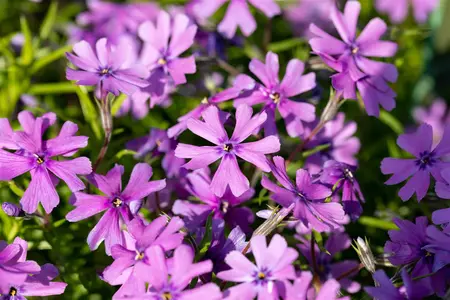 Phlox (S) 'Purple Beauty' - PLUG/CELGROWN 100 CEL TRAY