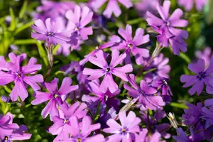 Phlox (S) 'Purple Beauty' - PLUG/CELGROWN 100 CEL TRAY