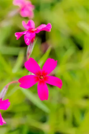 Phlox (S) 'Scarlet Flame' - P9 - image 3
