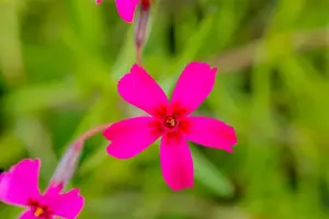 Phlox (S) 'Scarlet Flame' - P9 - image 2