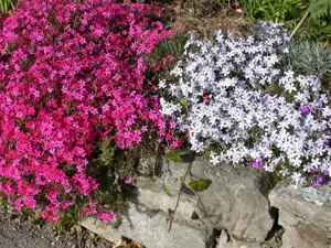 Phlox (S) 'Temiskaming'