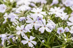 Phlox (S) 'White Delight' - PLUG/CELGROWN 100 CEL TRAY - image 1