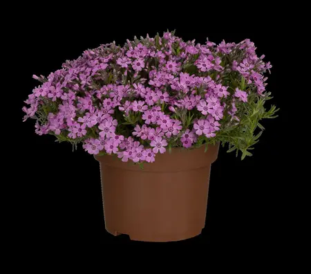 Phlox (S) 'Zwergenteppich' - P9
