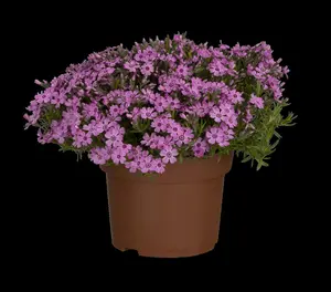 Phlox (S) 'Zwergenteppich'