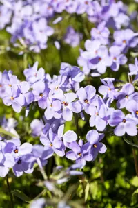 Phlox stolon. 'Blue Ridge' - P9 - image 3