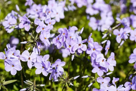 Phlox stolon. 'Blue Ridge' - P9 - image 2