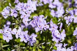 Phlox stolon. 'Blue Ridge' - P9 - image 2