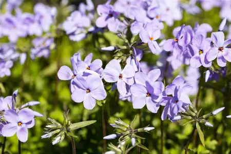 Phlox stolon. 'Blue Ridge' - P9 - image 3
