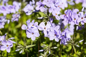 Phlox stolon. 'Blue Ridge' - P9 - image 3