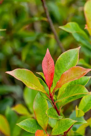 Photinia fras. 'Carre Rouge' - LINERS 28 CEL TRAY P8 SIZE - image 2