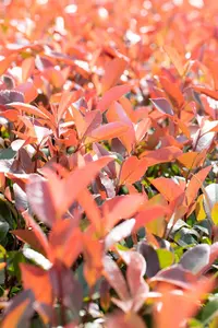 Photinia fras. 'Little Fenna'