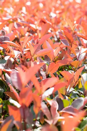 Photinia fras. 'Little Fenna' - LINERS 28 CEL TRAY P8 SIZE