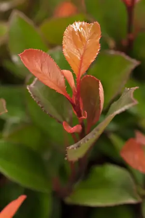 Photinia fras. 'Little Red Robin' - 7.5 Ltr pot - image 4