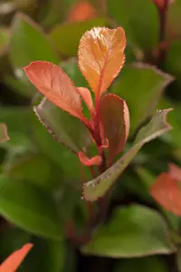 Photinia fras. 'Little Red Robin' - 7.5 Ltr pot - image 4
