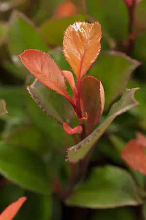 Photinia fras. 'Little Red Robin' - 30-40 CM C10 - image 4