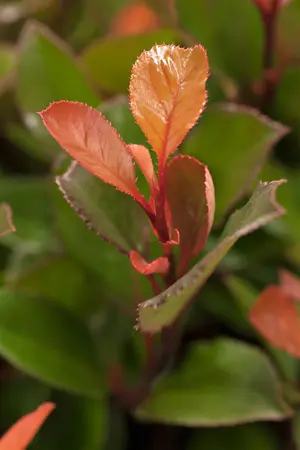 Photinia fras. 'Little Red Robin' - 40-60 CM C7.5 - image 2
