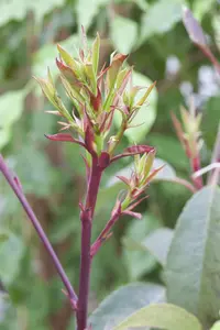Photinia fras. 'Little Red Robin' - 40-60 CM C7.5 - image 3