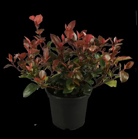 Photinia fras. 'Little Red Robin' - 7.5 Ltr pot - image 2