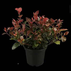 Photinia fras. 'Little Red Robin' - 7.5 Ltr pot - image 2