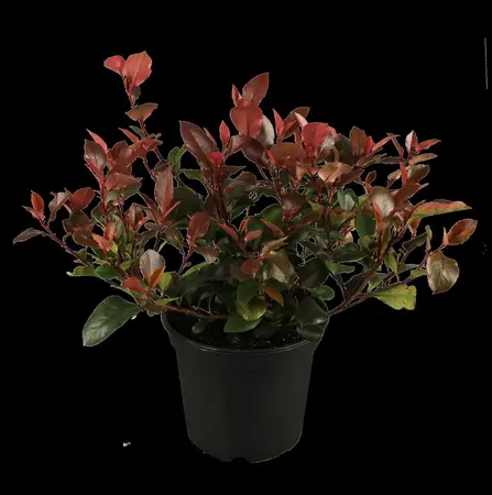 Photinia fras. 'Little Red Robin' - 30-40 CM C10 - image 2