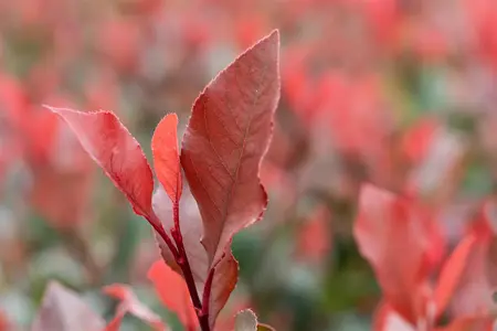Photinia fras. 'Little Red Robin' - C3.5 - image 5