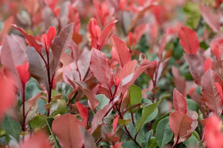 Photinia fras. 'Little Red Robin' - 40-60 CM C7.5 - image 4