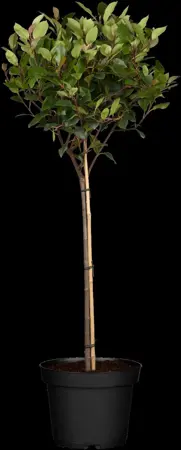 Photinia fras. 'Little Red Robin' - 7.5 Ltr pot - image 5