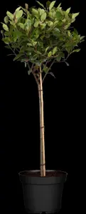Photinia fras. 'Little Red Robin' - 7.5 Ltr pot - image 5