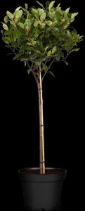 Photinia fras. 'Little Red Robin' - 30-40 CM C10 - image 5