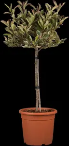 Photinia fras. 'Pink Marble'? - MULTISTEM 175-200 CM C25