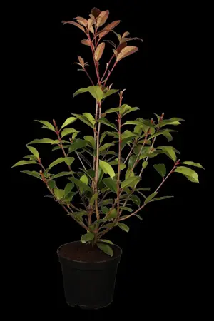 Photinia fras. 'Red Robin' - INSTANT HEDGE 180H X 120W CM - image 2