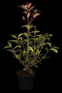 Photinia fras. 'Red Robin' - INSTANT HEDGE 180H X 120W CM - image 2