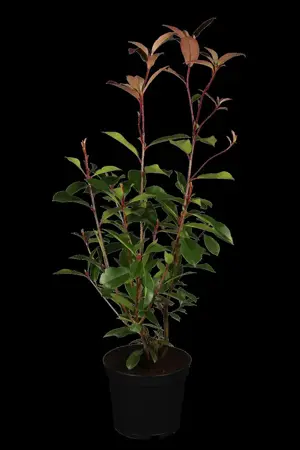 Photinia fras. 'Red Robin' - 1/2 STDS RB - image 1