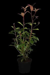 Photinia fras. 'Red Robin' - STEM 180 CM, GIRTH 8-10 CM C25 - image 1