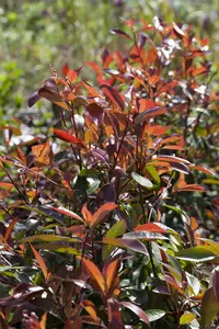 Photinia fras. 'Red Robin' - 1/2 STDS C12 - image 1