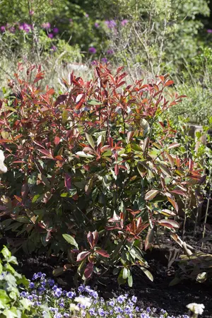 Photinia fras. 'Red Robin' - 1/2 STDS C12 - image 2