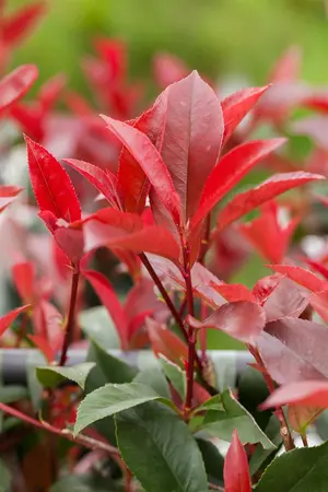 Photinia fras. 'Red Robin' - STD 18-20 CM TRAINED CONT - image 4